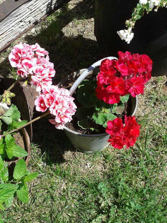 Country House Peace Drinovci エクステリア 写真